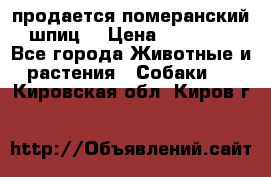 продается померанский шпиц  › Цена ­ 35 000 - Все города Животные и растения » Собаки   . Кировская обл.,Киров г.